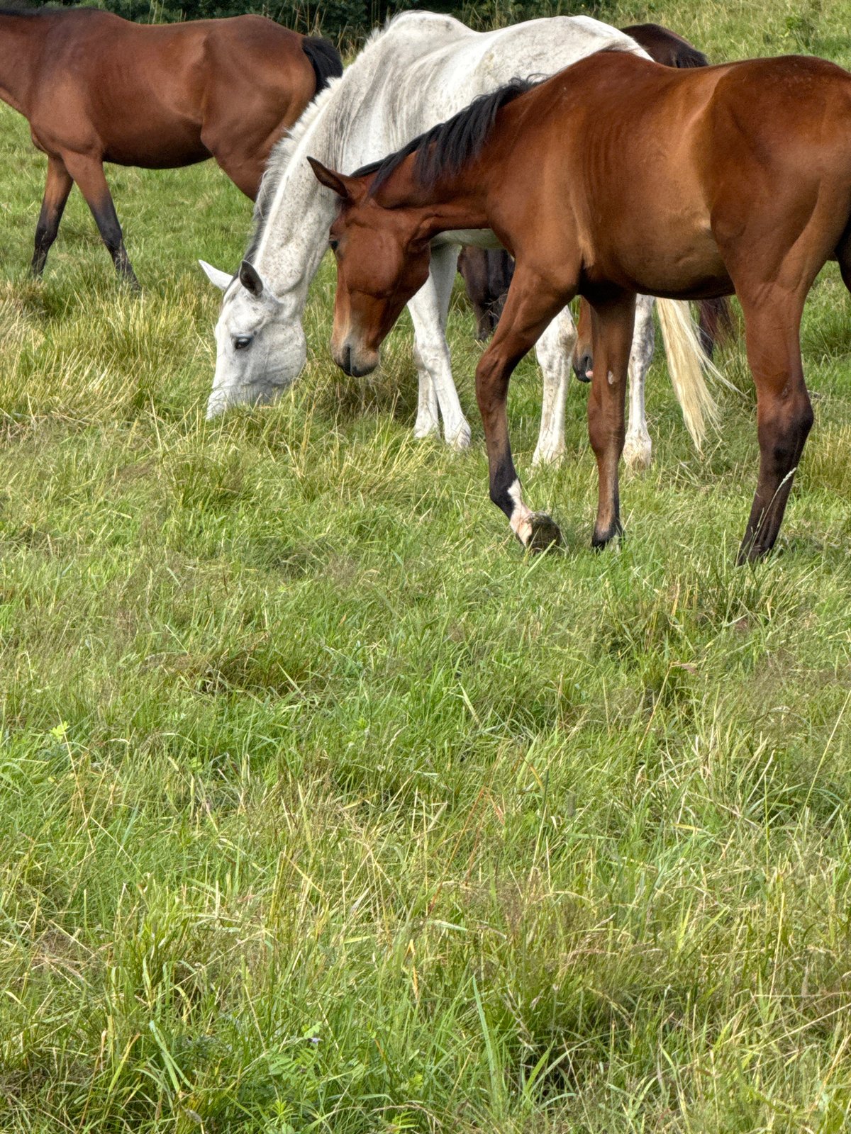 Horses grazing in a rural Lithuanian field on a cloudy morning