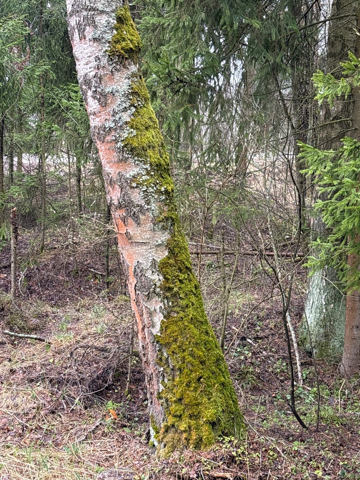Morning forest stroller walk documented in Razdolye Russia