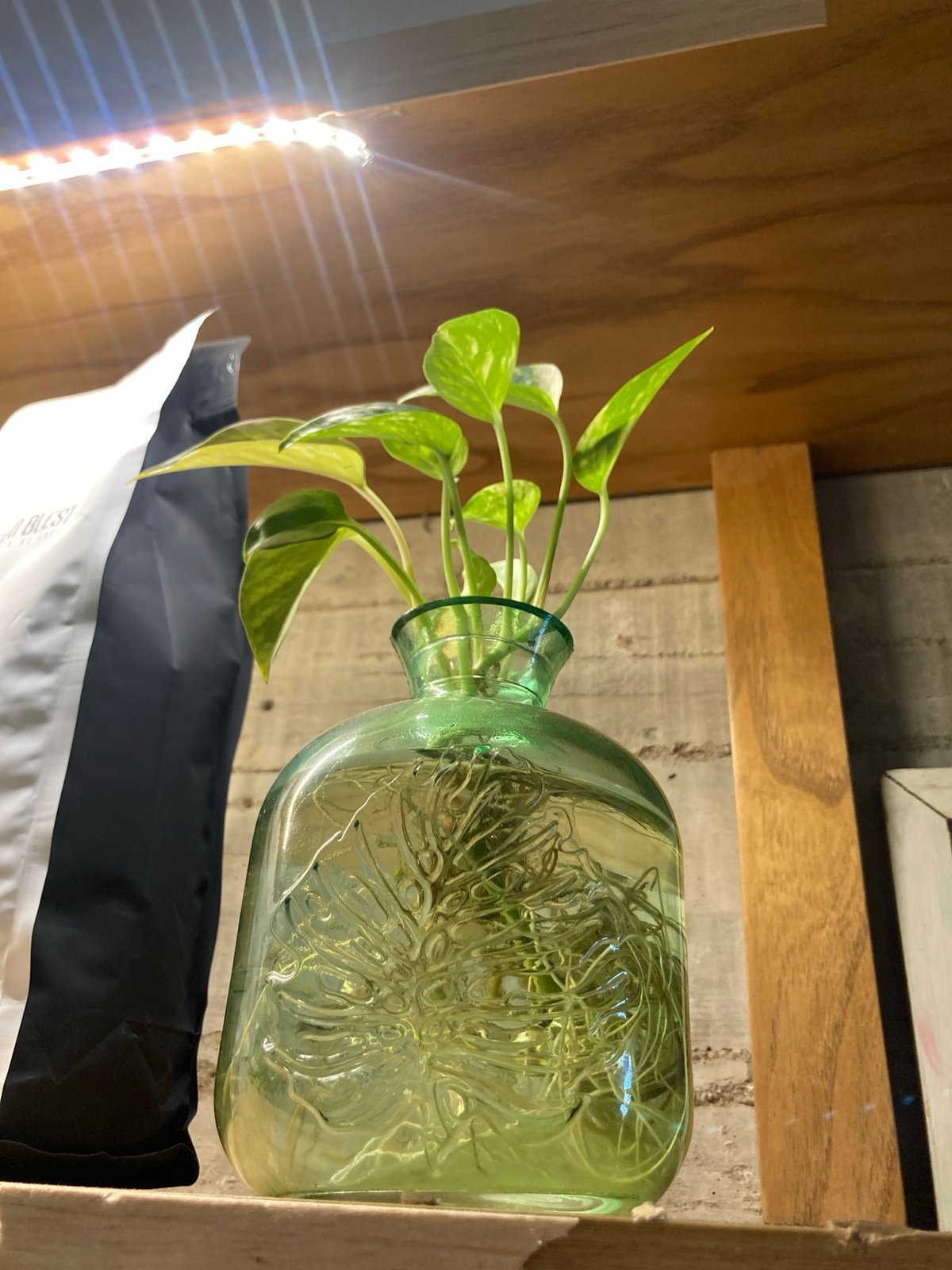 Indoor scenes captured: plant propagation, chalkboard art, coffee mug