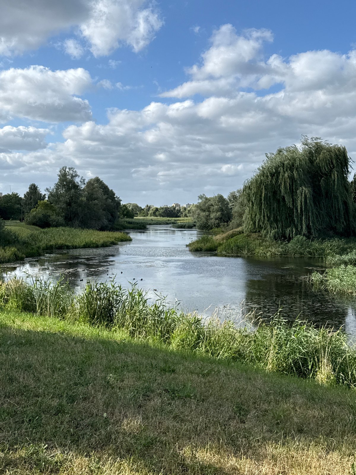 Waterways, reeds, and city streets in Szczecin