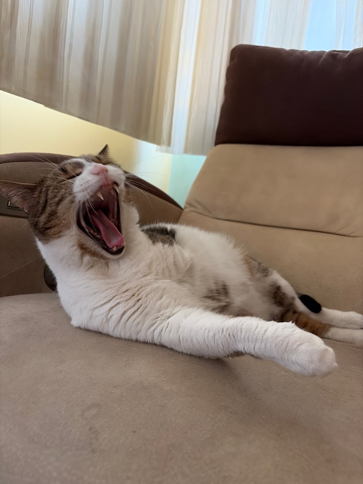 Domestic cat captured in morning routine across home interior