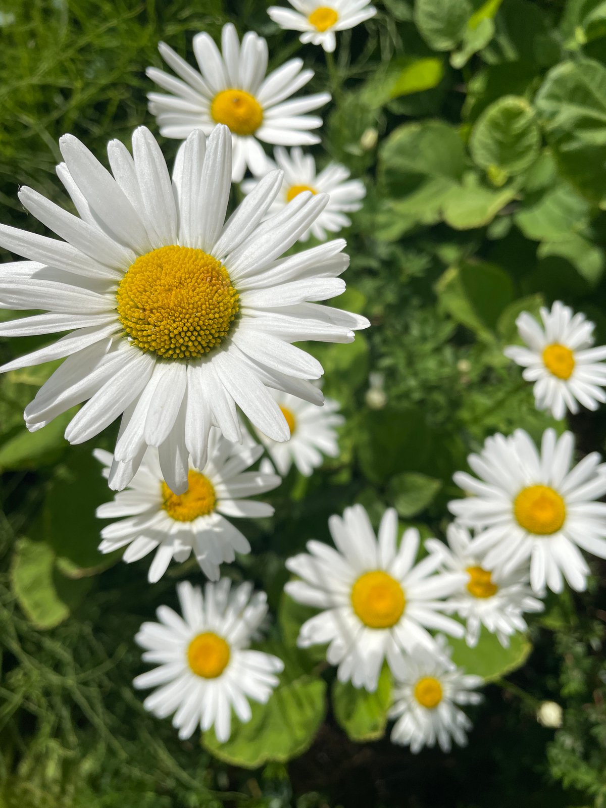 Flowers bloom in Емельяново: daisies and geraniums observed