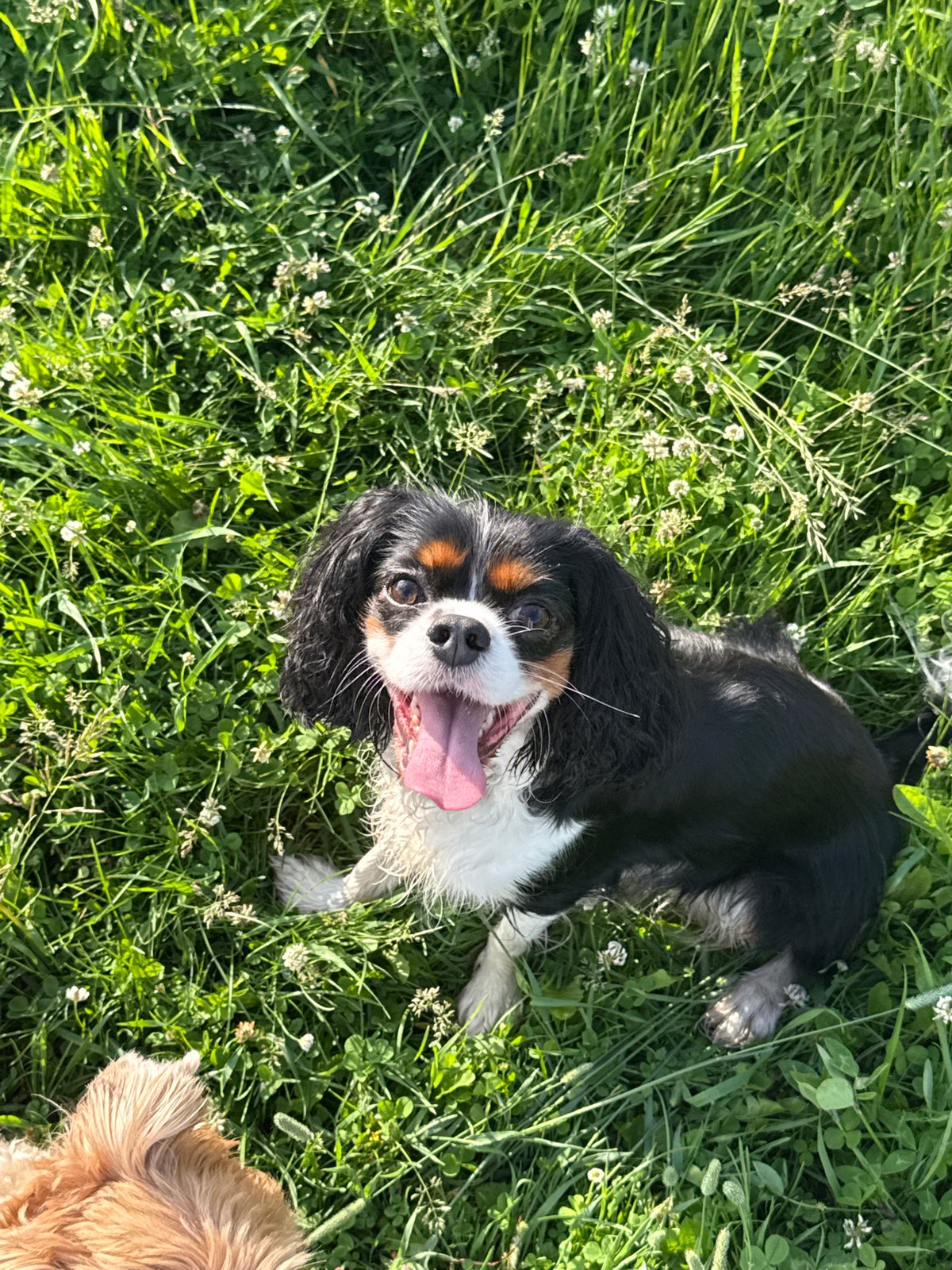 Small dogs playing in a grassy Yekaterinburg park