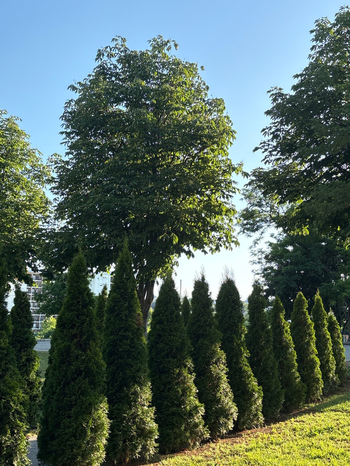 Arborvitae row curves along a green embankment in Kragujevac