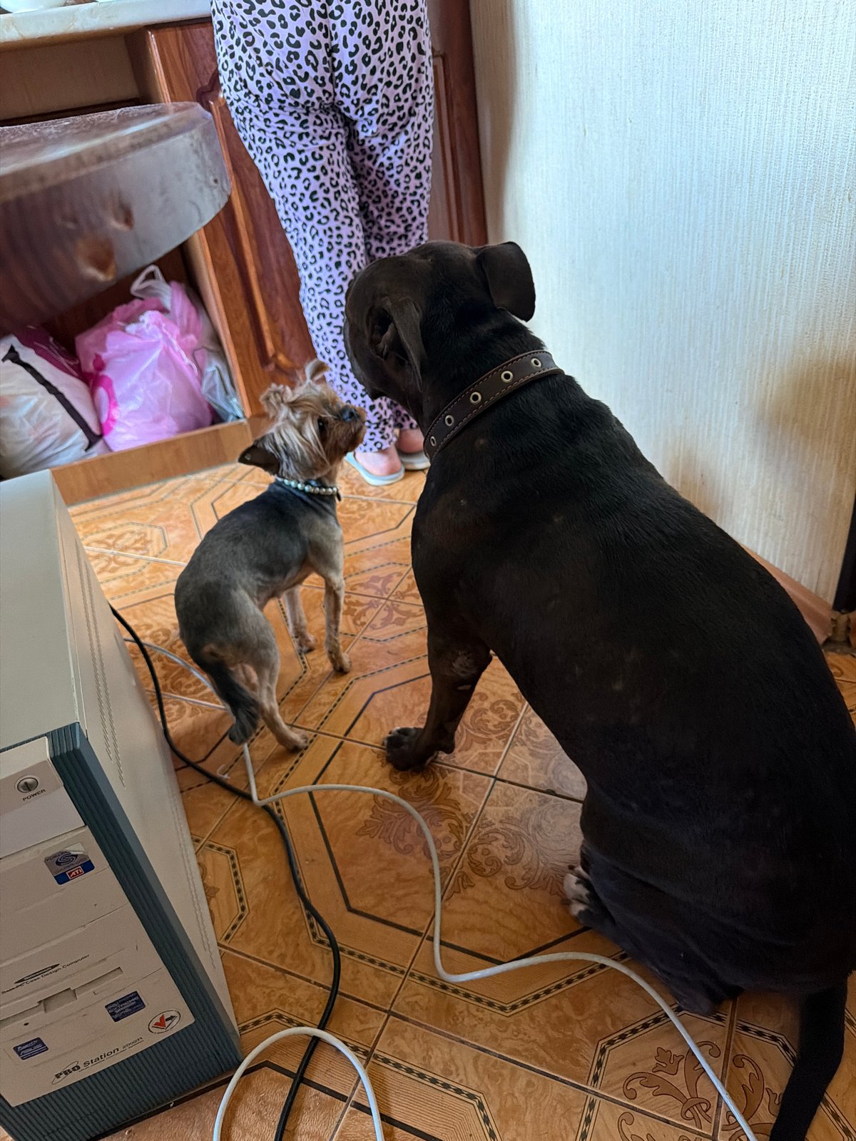 Lazy afternoon at a Kraskovo home, dogs and all