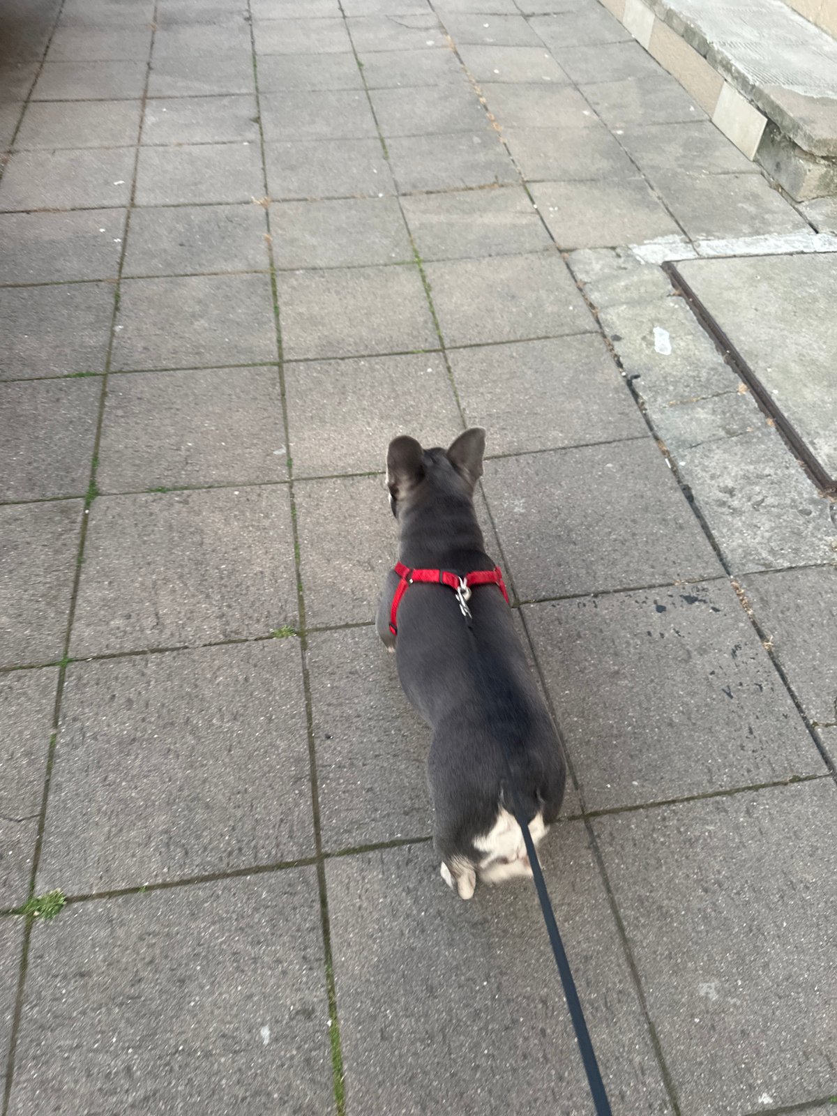 French Bulldog's Daily Life Documented Over Two Hours