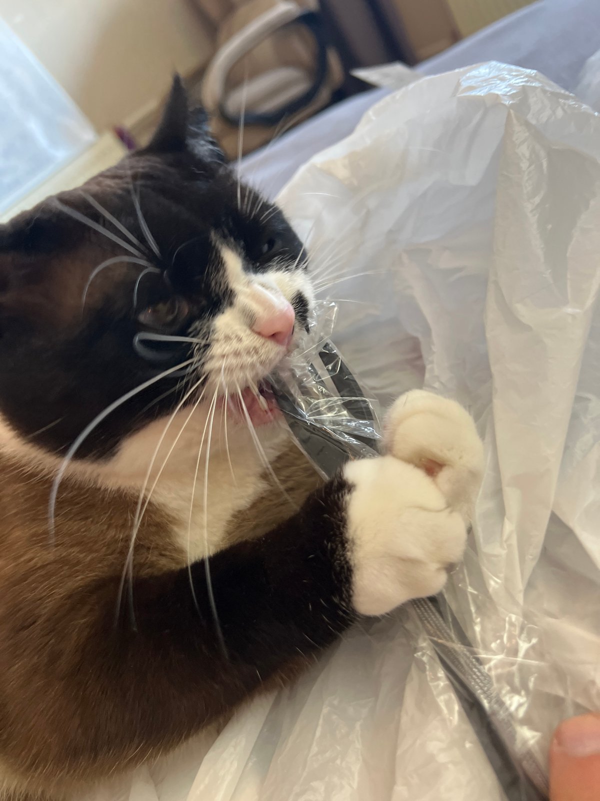 Cat goes all-in on a plastic bag in bed