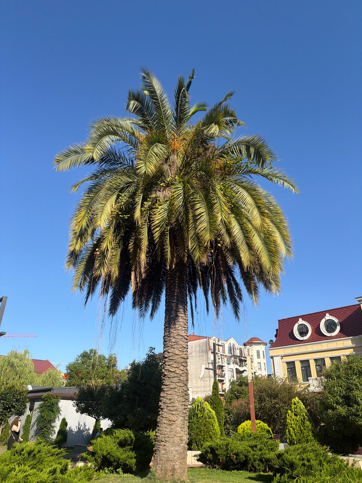 Palm tree and passing bird under Batumi's blue summer sky