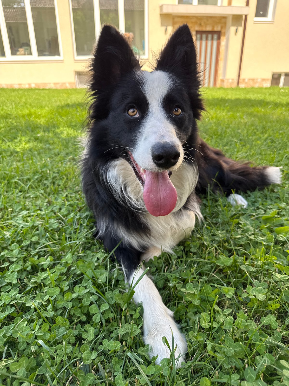 Border Collie enjoys playful moment in Bulgarian grass
