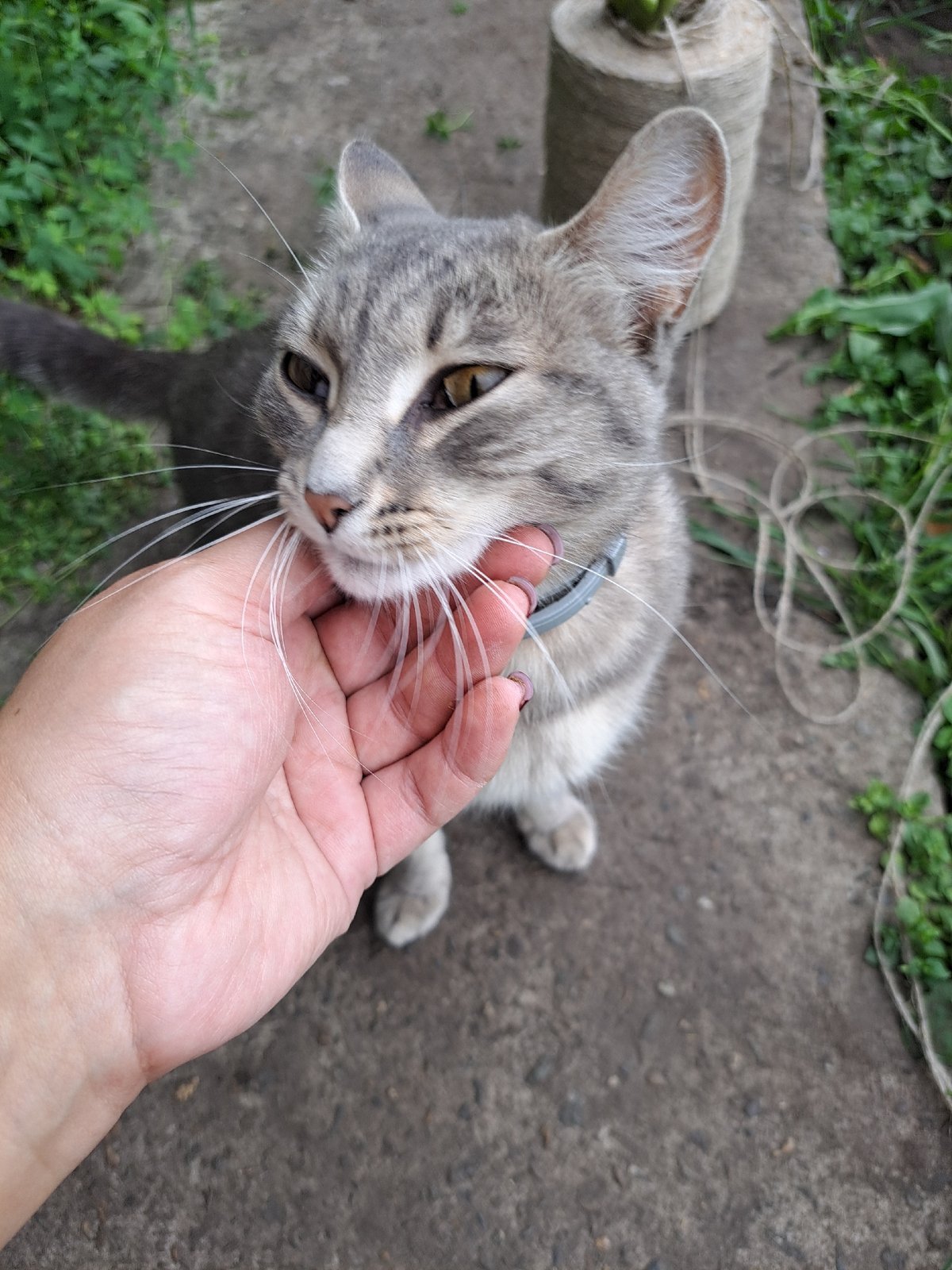 Tabby cat and garden flowers in Chernetsk, Russia