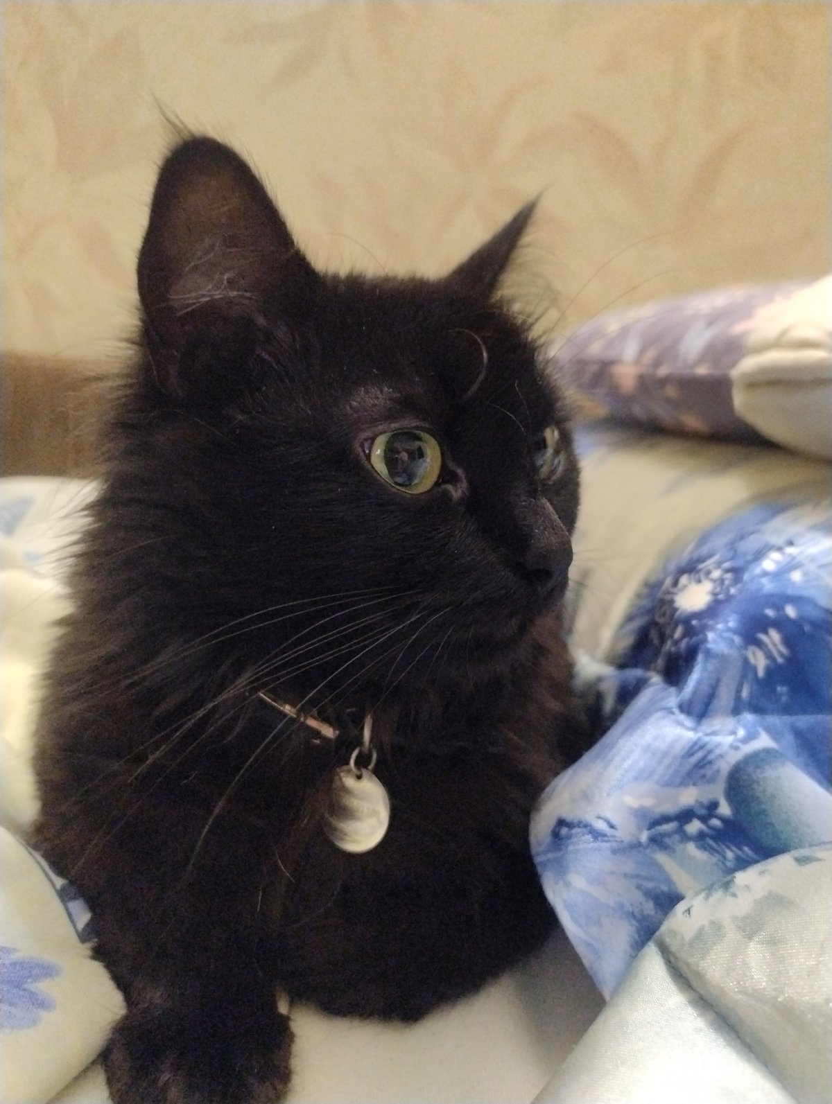 Black cat lounging around the house, collar and all