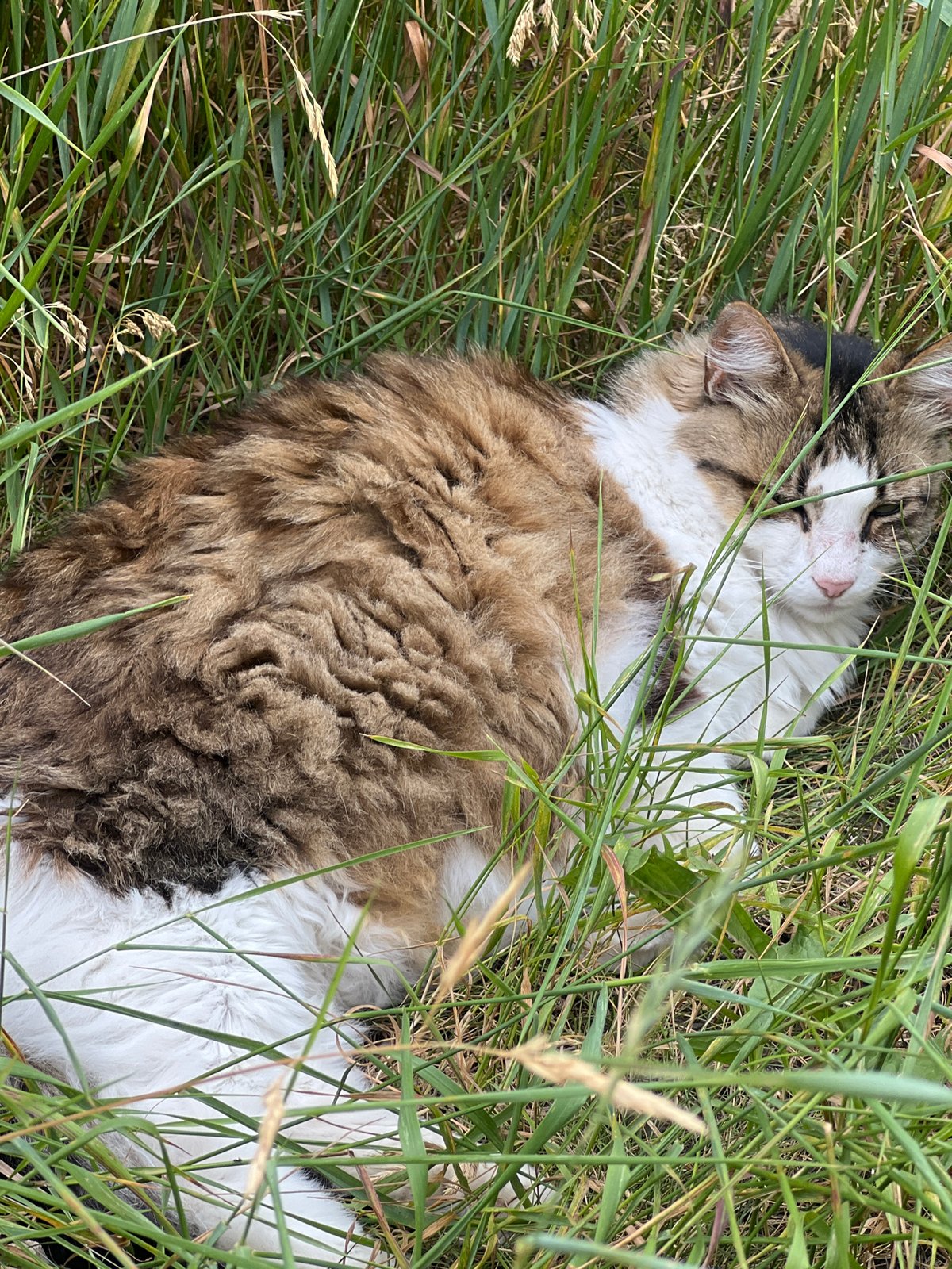 Cats, a Chihuahua, and a backyard morning in Fontanka