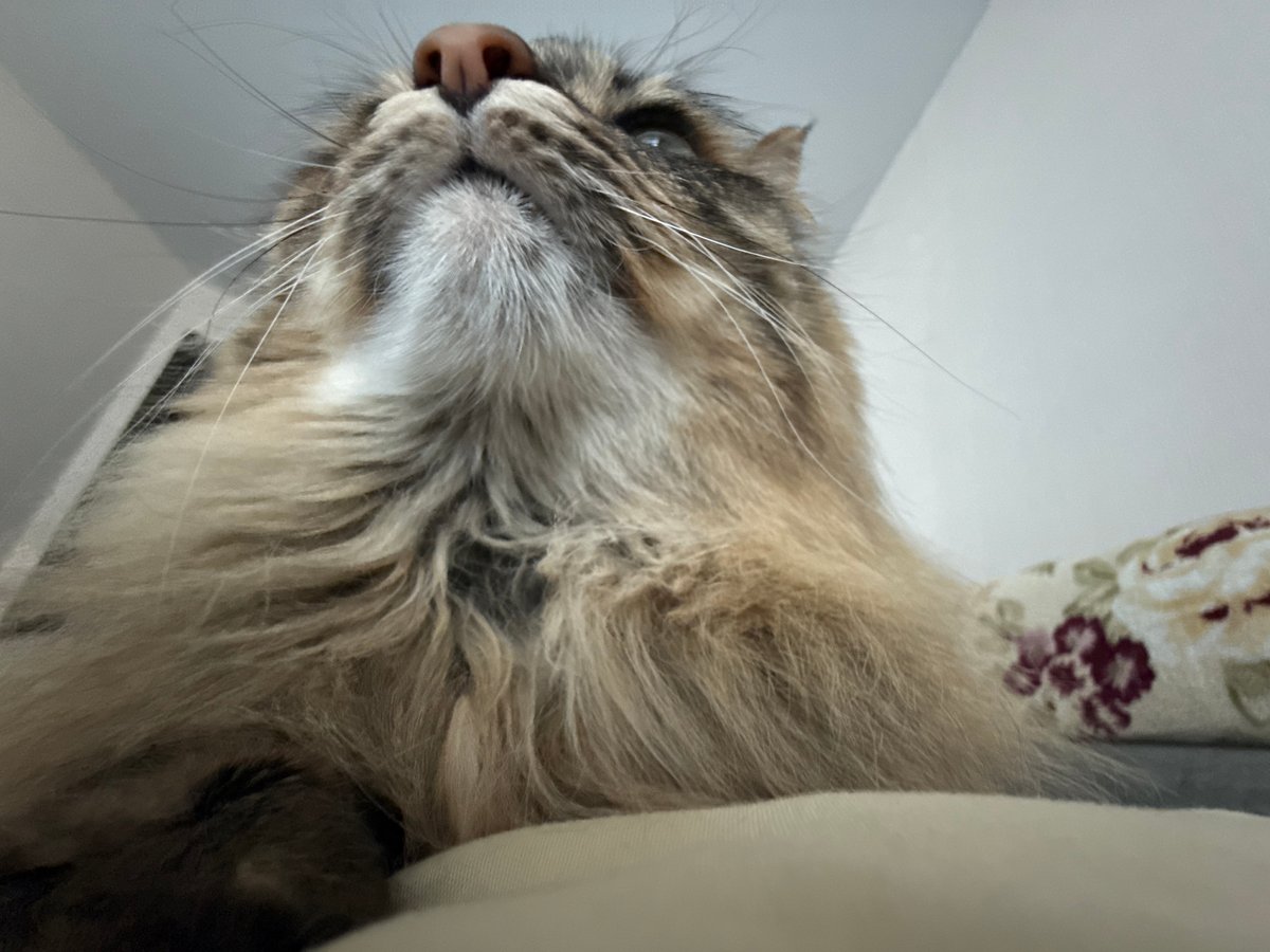 Cat videos and workout footage captured in Votkinsk park