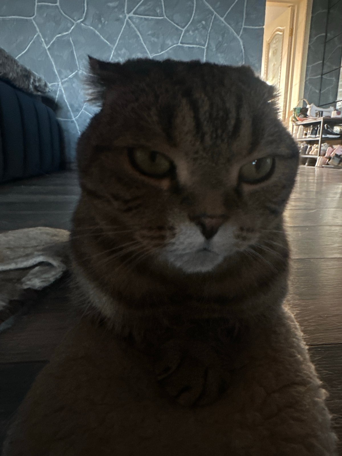 Two cats, two moods — Virki, Russia