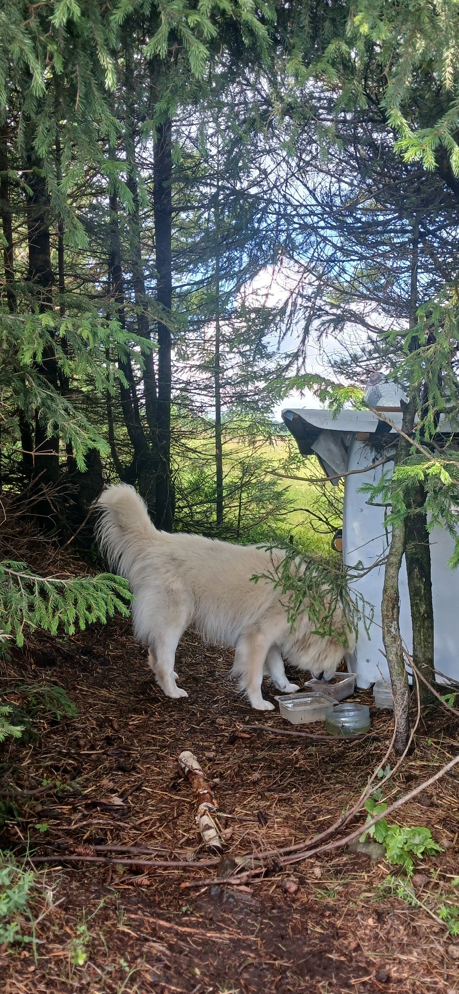 Fluffy white dog roaming and resting in a Russian forest