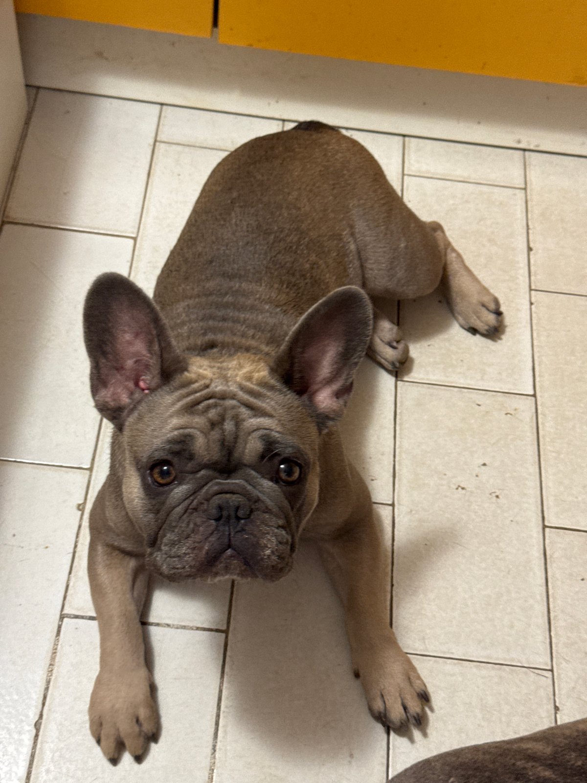 French Bulldogs lounging around a tiled home in central Italy