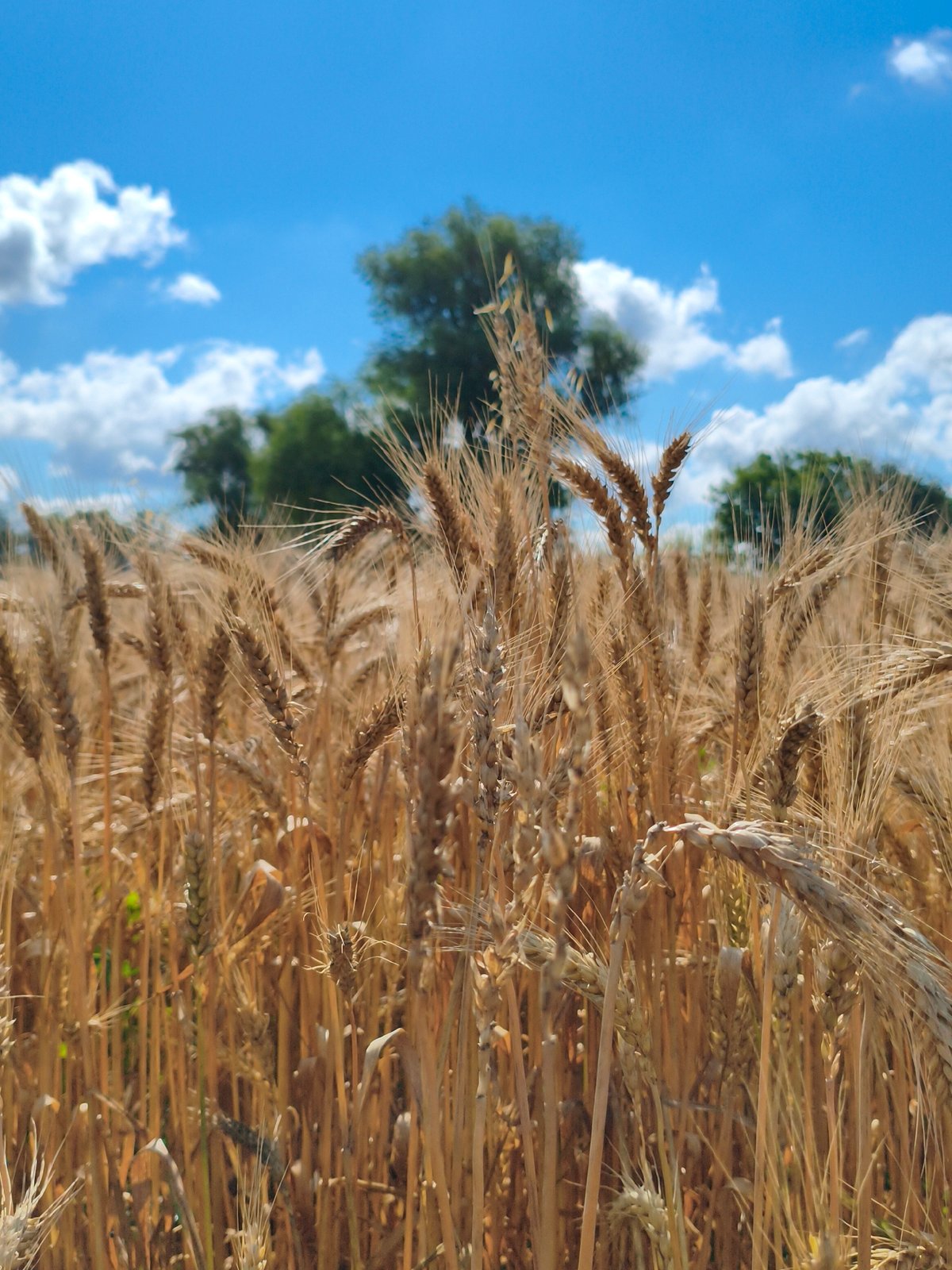 Summer morning in a small Ukrainian farming village