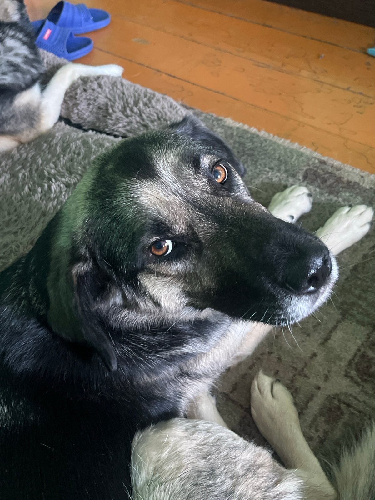 Dogs rest on furniture in Russian home morning