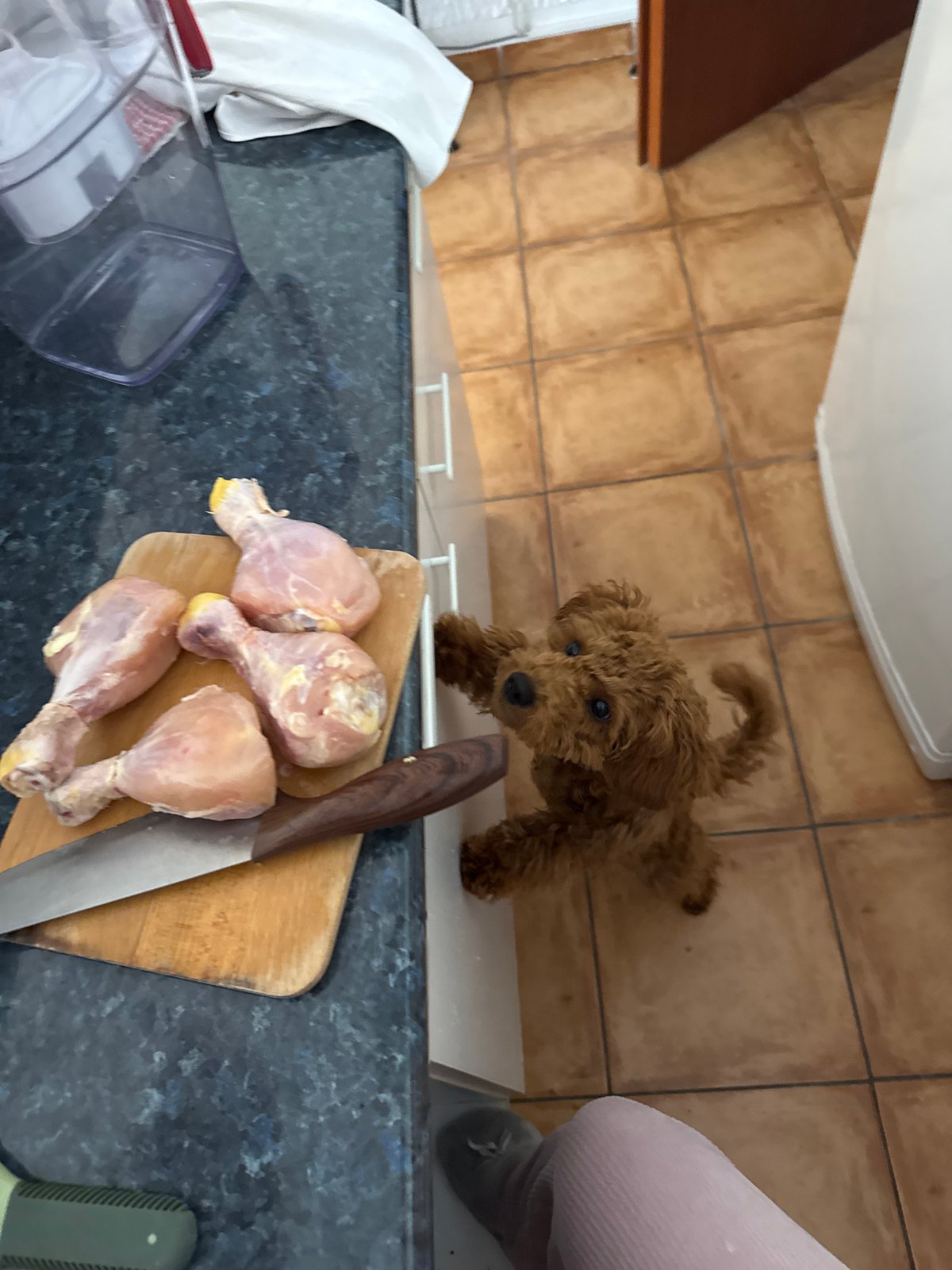 Home cooking session with poodle observer in Montenegro kitchen