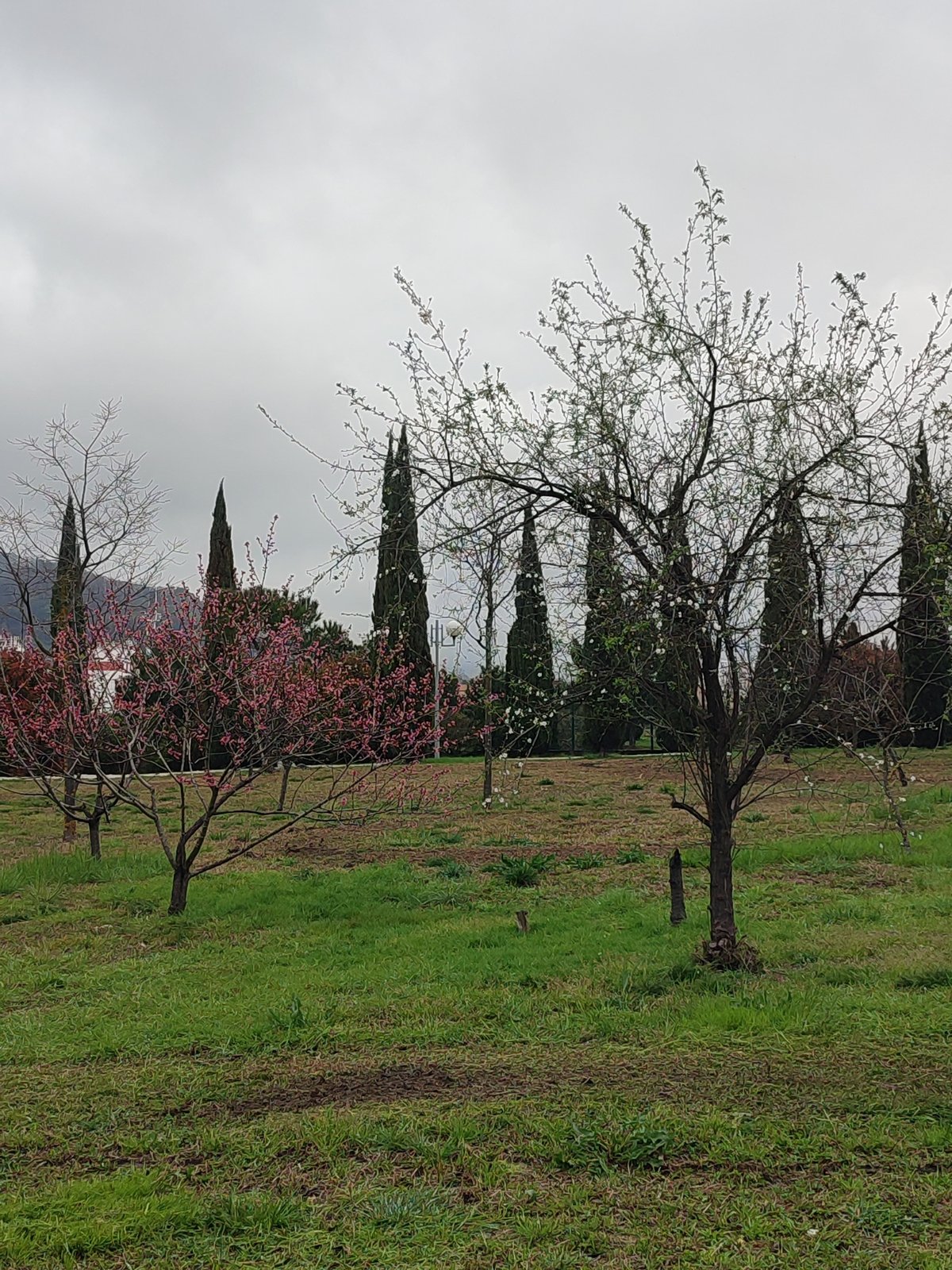 Family visits parks in Sirius-Sochi area during spring bloom