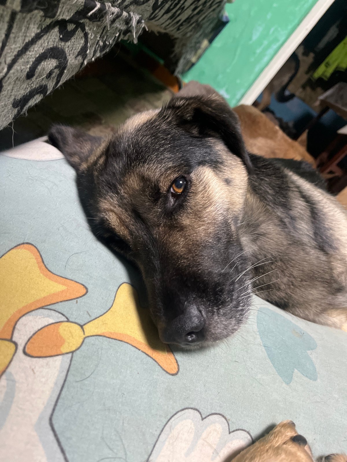 Dogs and cats sharing beds on a quiet evening in Nizhny Tagil