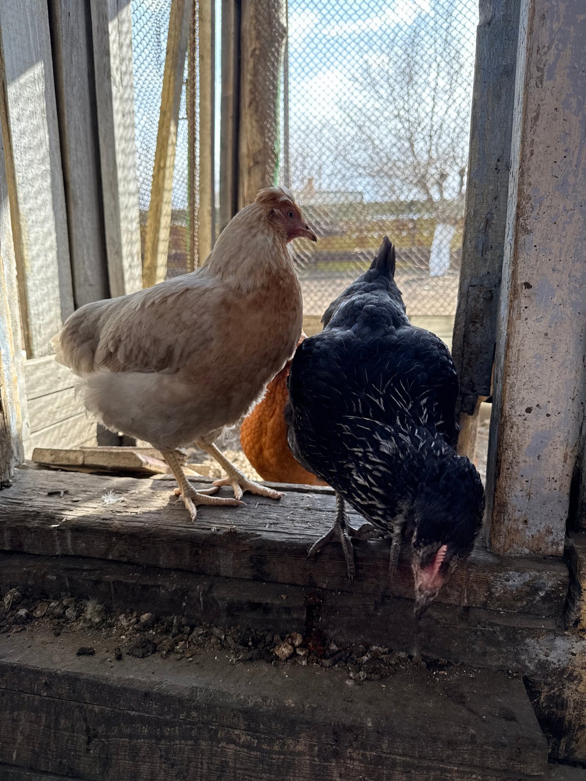 Three chickens observed in wooden coop in Borzya, Russia