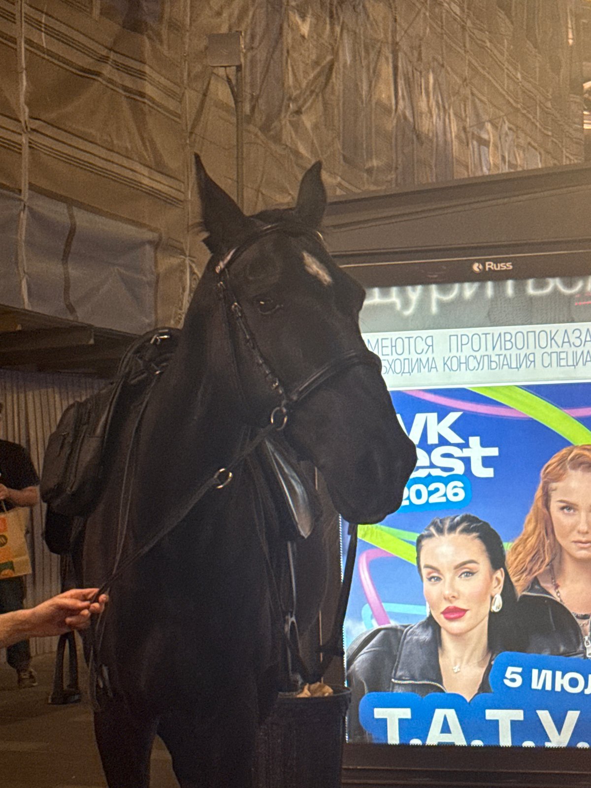 Horse sightings and equestrian scenes documented in Saint Petersburg