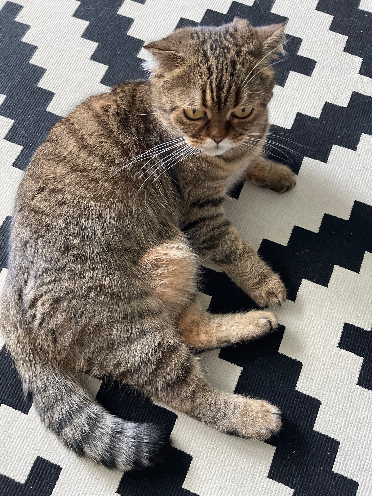 Tabby cat lounging on its back in Dzerzhinsk