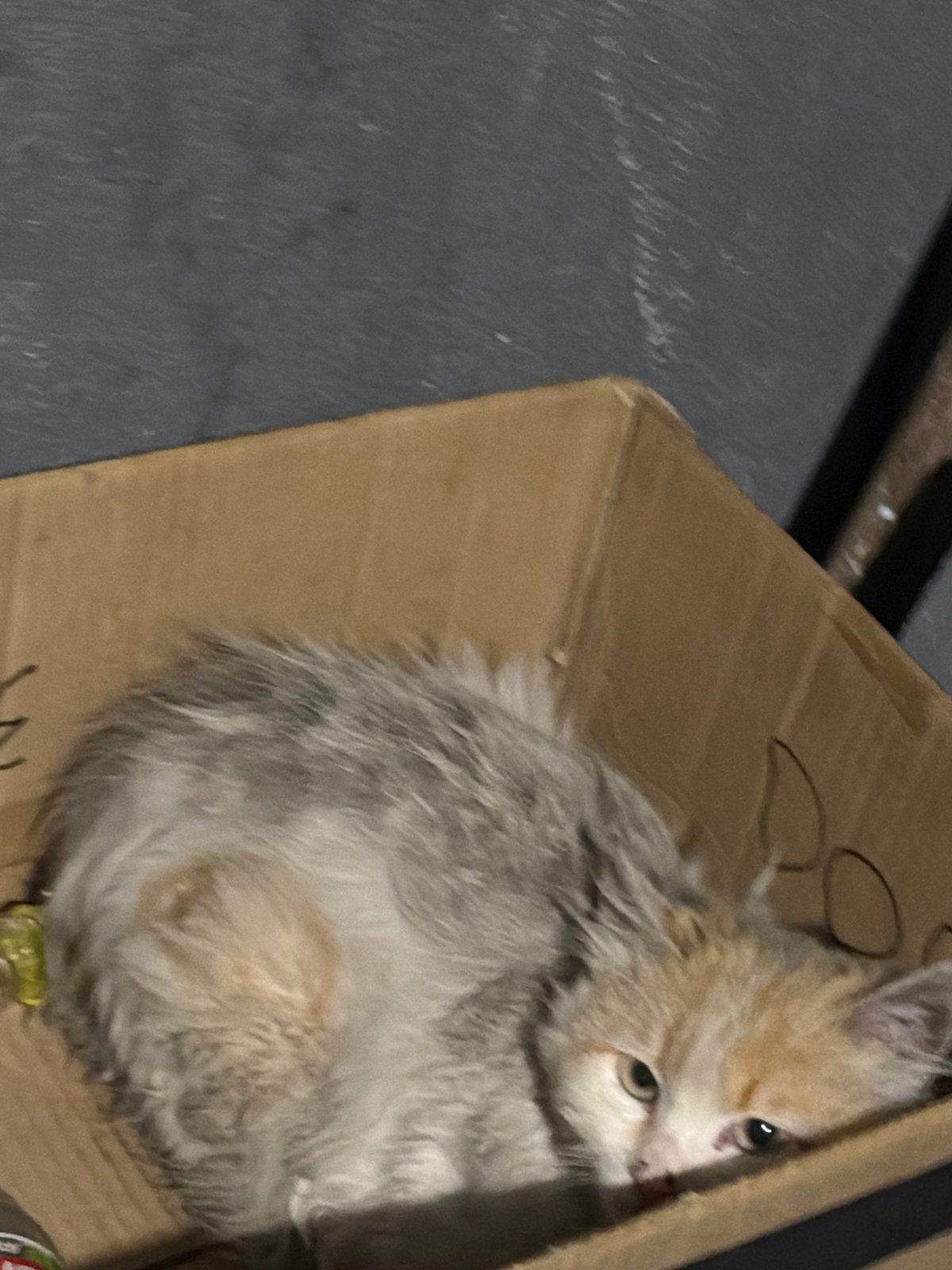 Stray cats find shelter in cardboard boxes in Bulgaria