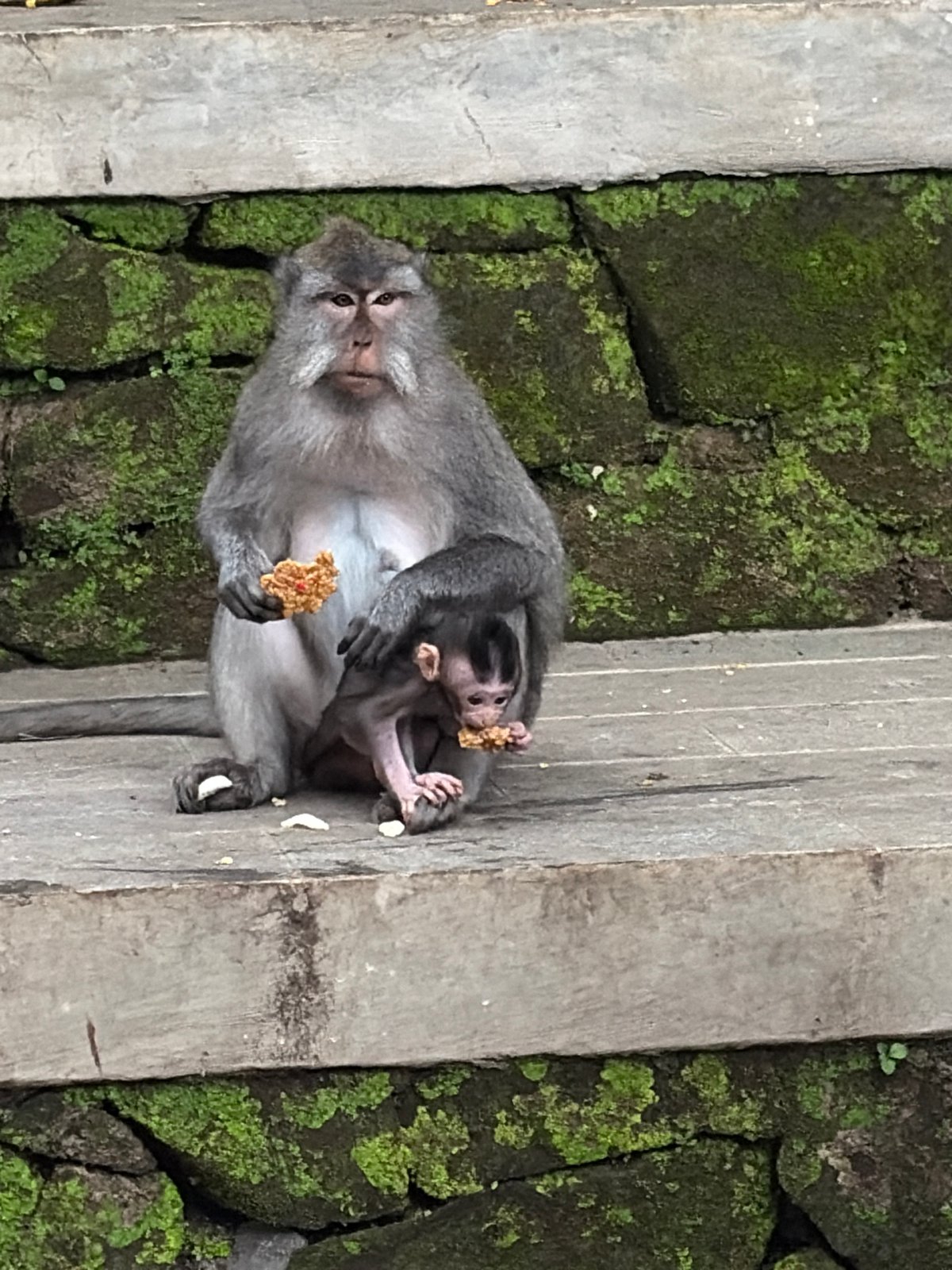 Macaques and visitors coexist at Ubud's Sacred Monkey Forest