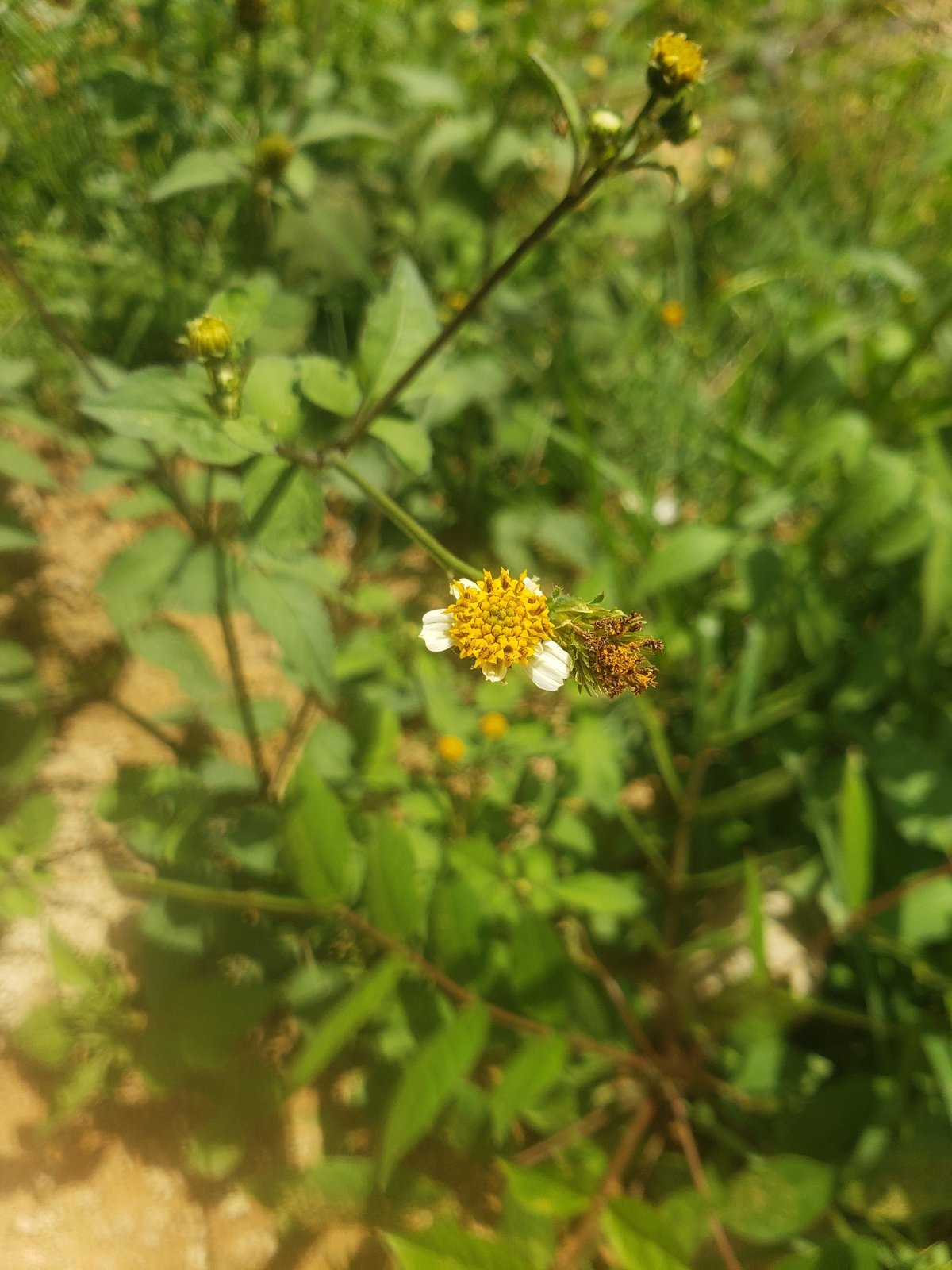 Wildflowers and drainage channels in Jos, Nigeria