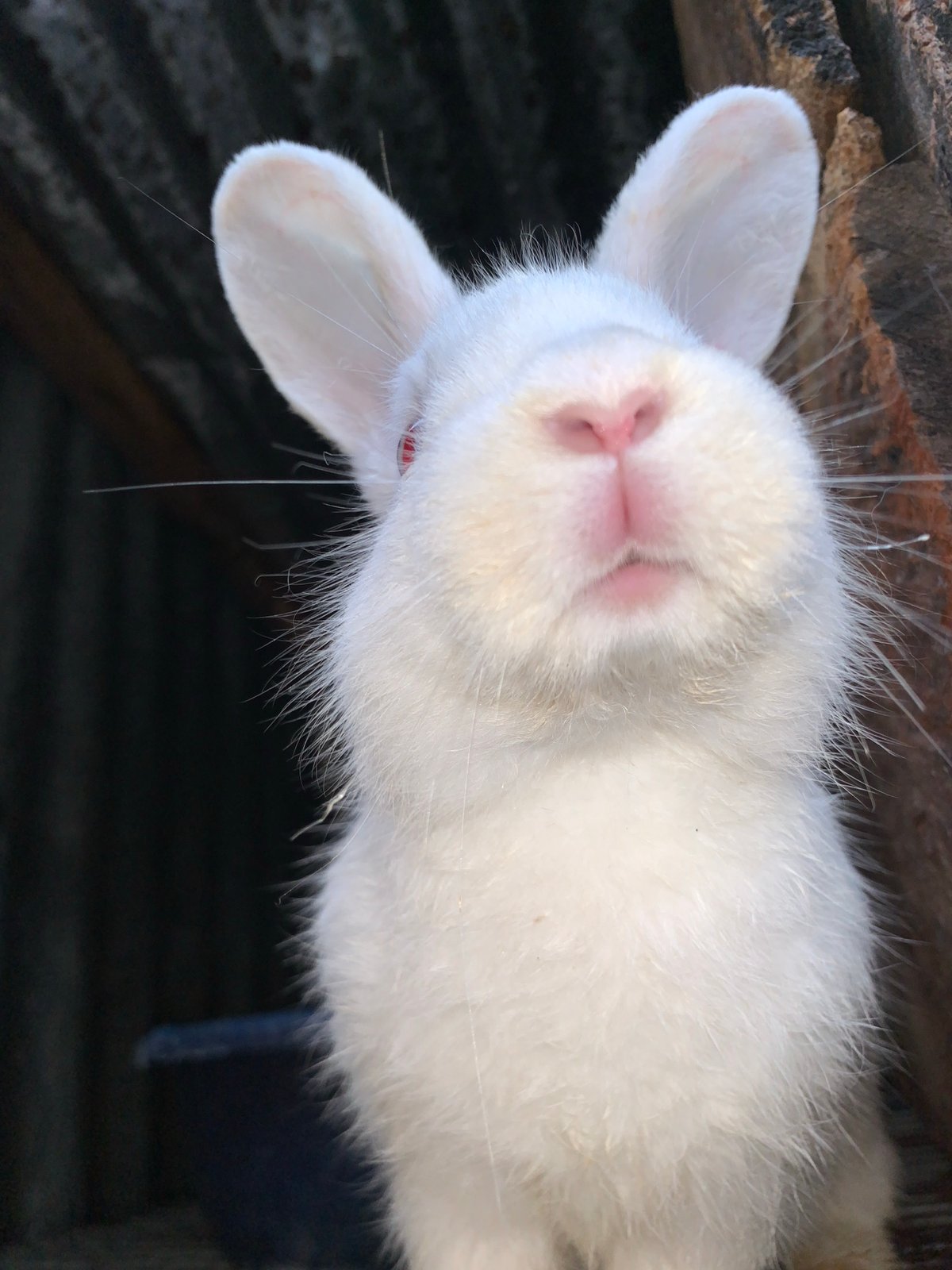 Rabbits, street life, and quiet moments in Jos, Nigeria