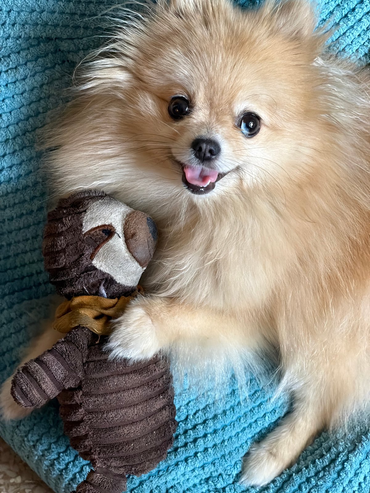 Barcelona apartment evening with a playful Pomeranian