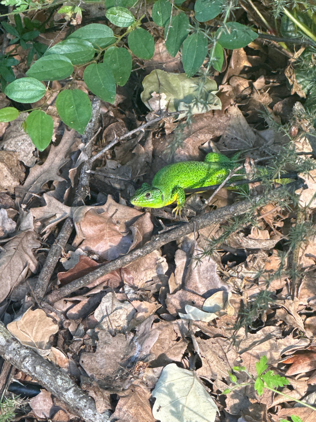 Green lizards spotted among fallen leaves in Bulgarian forest