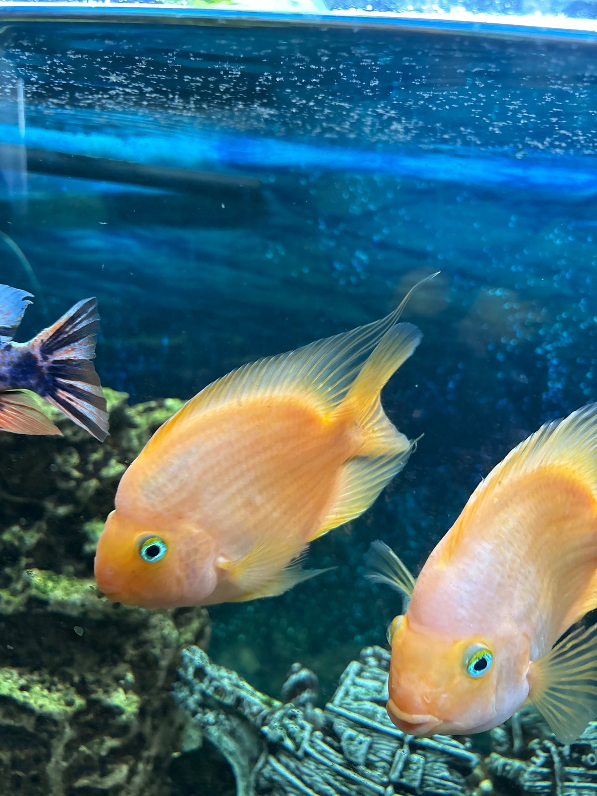 Parrot cichlids and tankmates in a decorated home aquarium