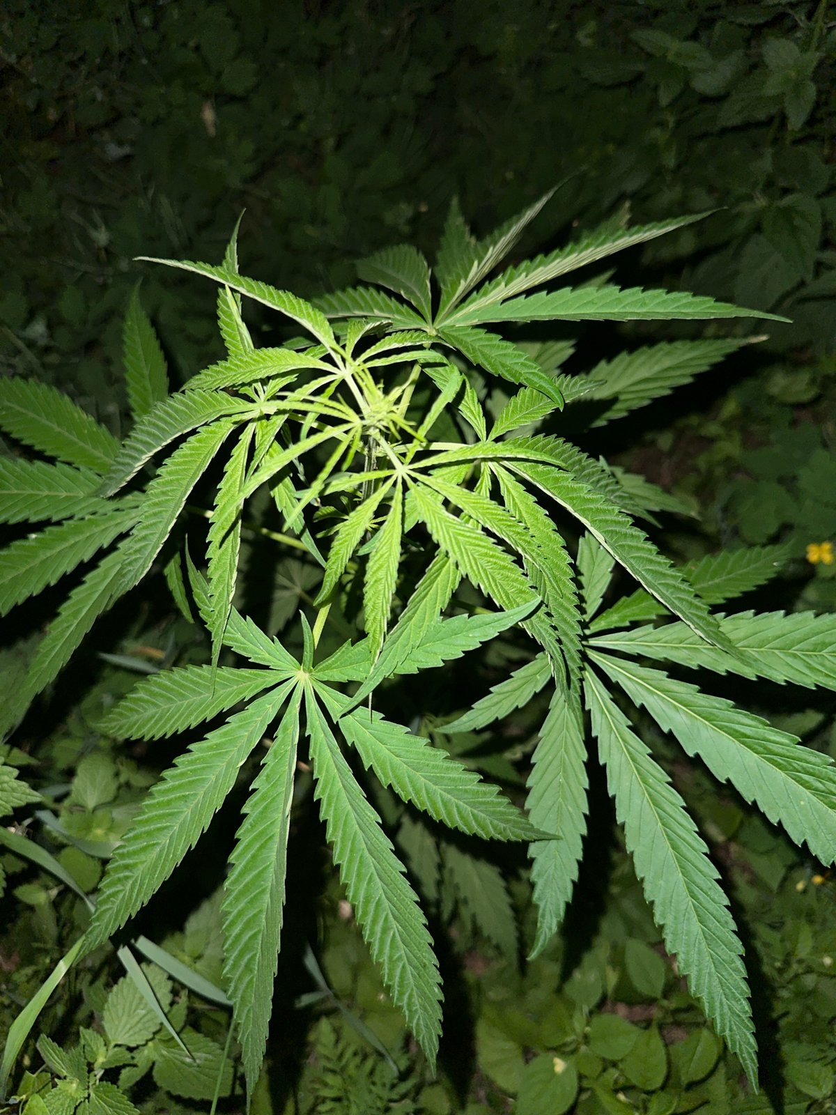 Evening nature walk yields plant and wildlife close-ups