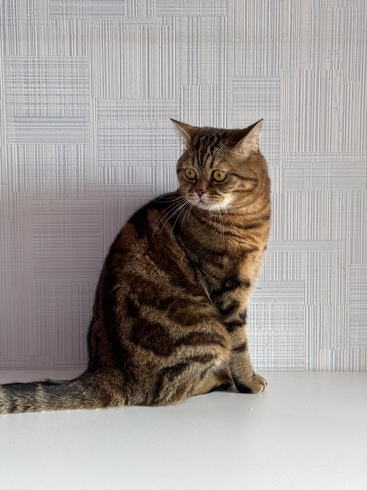 Domestic moments with cats and family captured in Chaikovsky