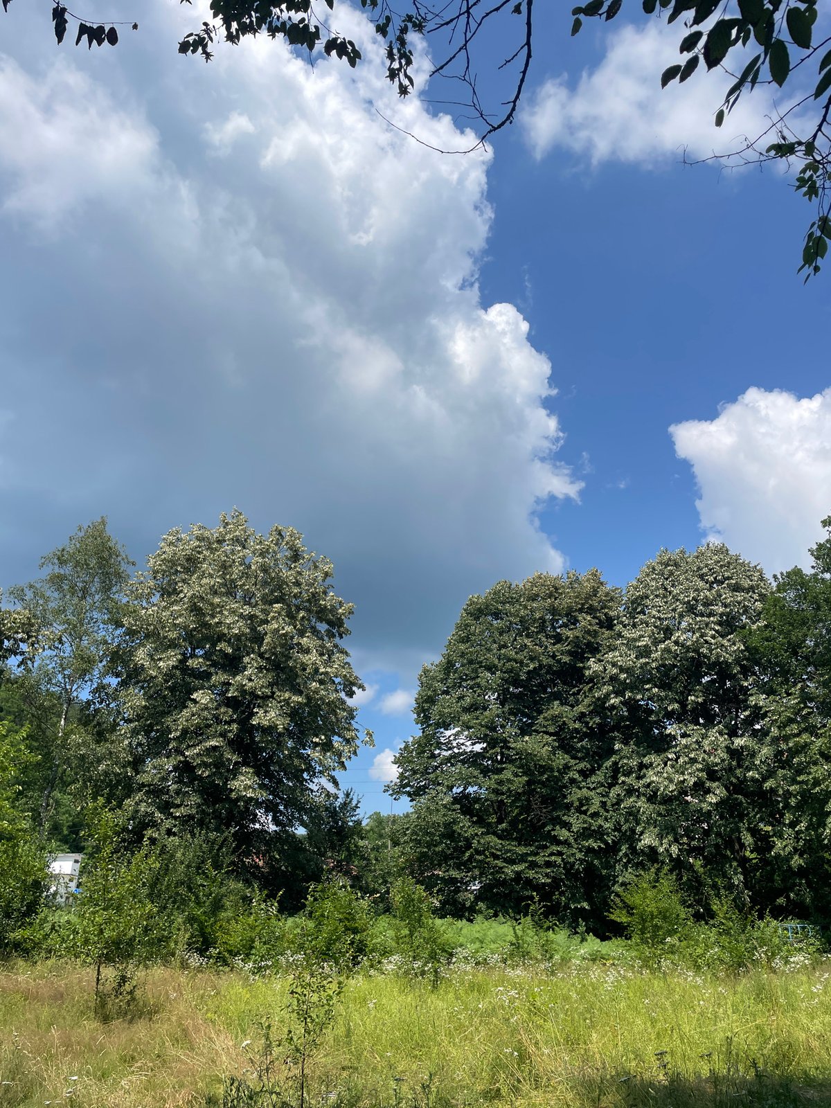 Summer greenery and open fields near Gabrovo, Bulgaria