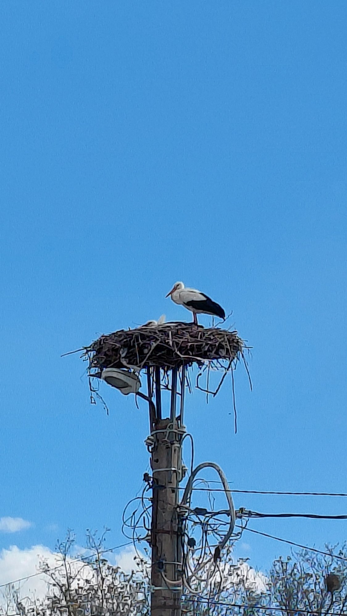 Stork family spotted nesting on utility pole