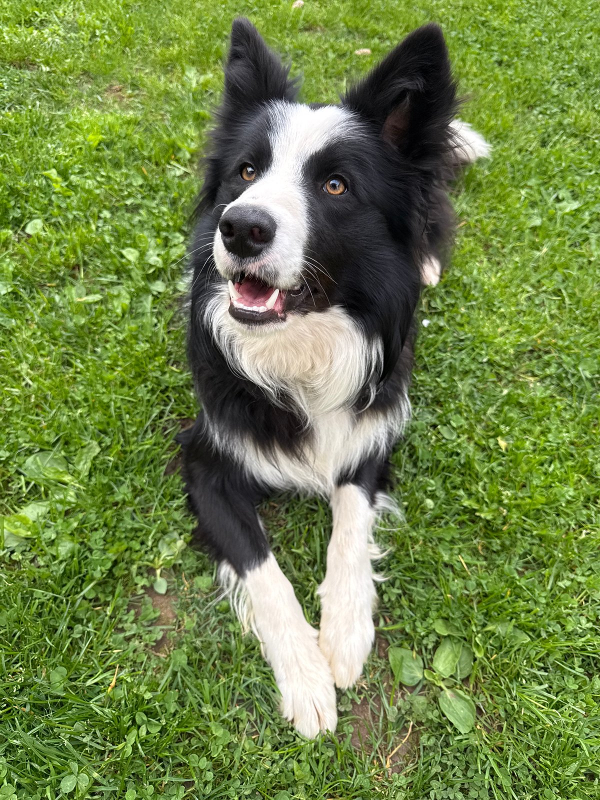 Border Collie enjoys playful moment on lawn in Bulgaria