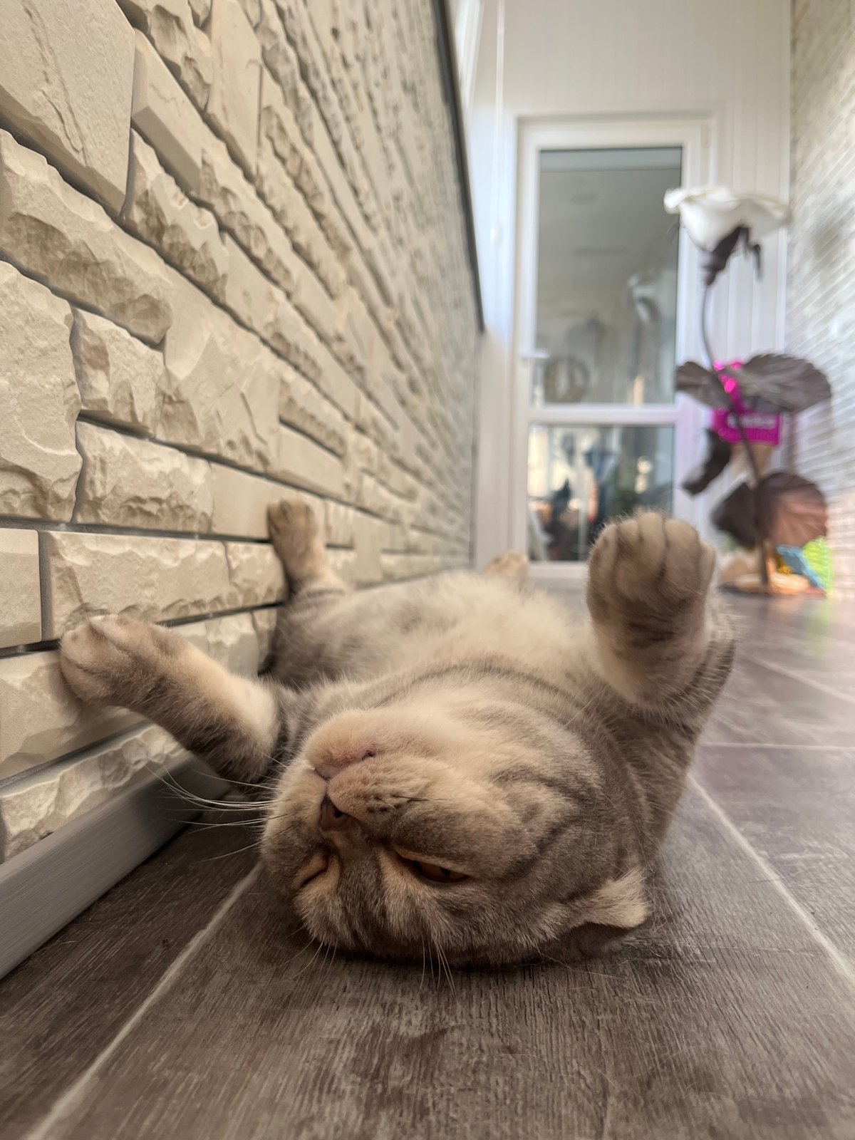 Cats, family snapshots, and helicopters over Chaikovsky
