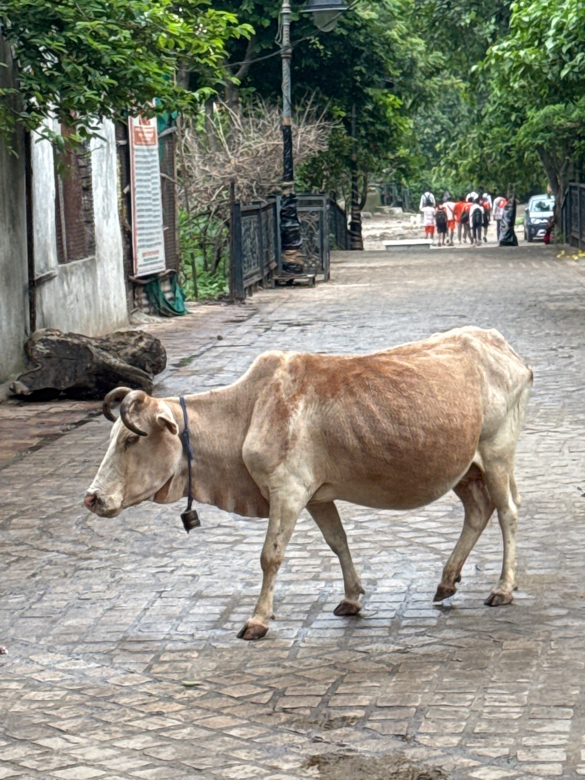 Animals roam Rishikesh's temple streets on a cloudy morning