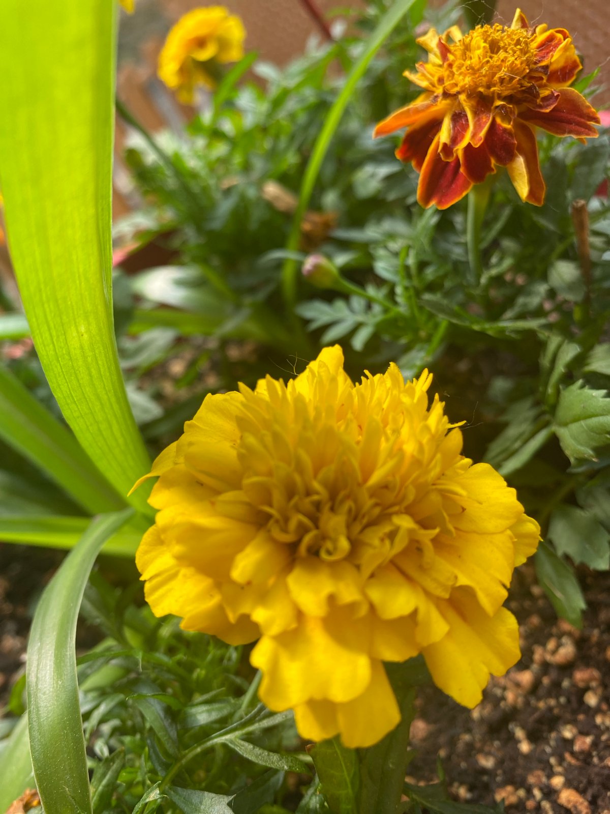 Vibrant marigolds in close-up, Pointe-Claire backyard garden