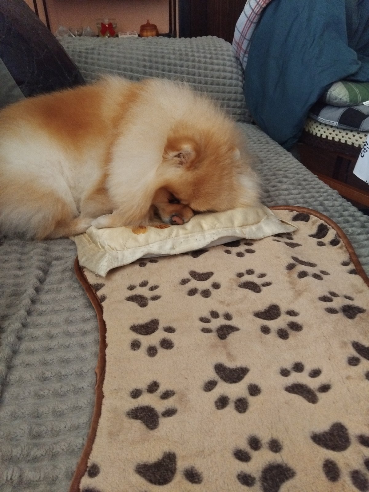 Pomeranian dog rests peacefully on sofa in Bulgarian town