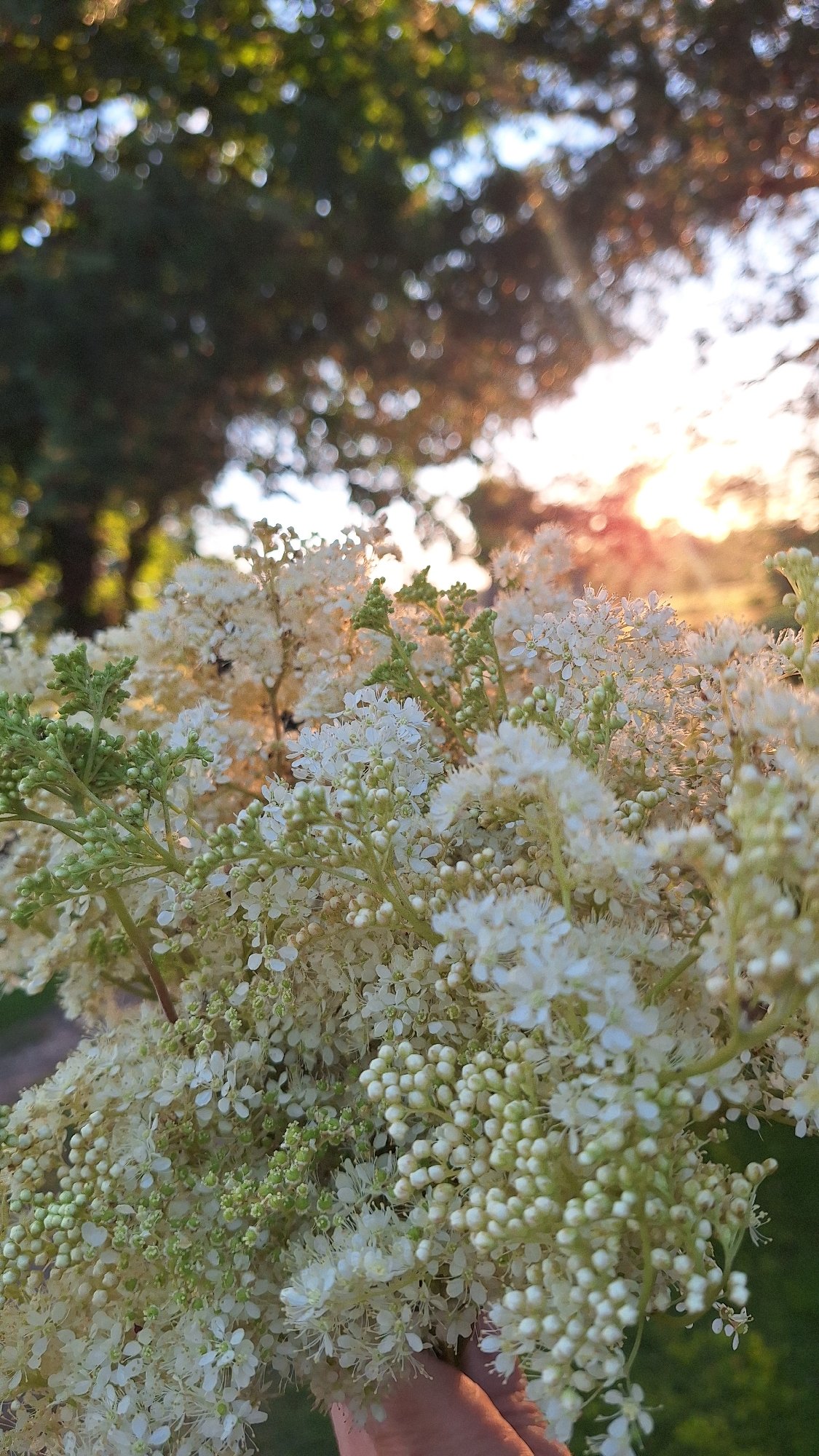 Golden-hour flowers and backyard toys in rural Latvia