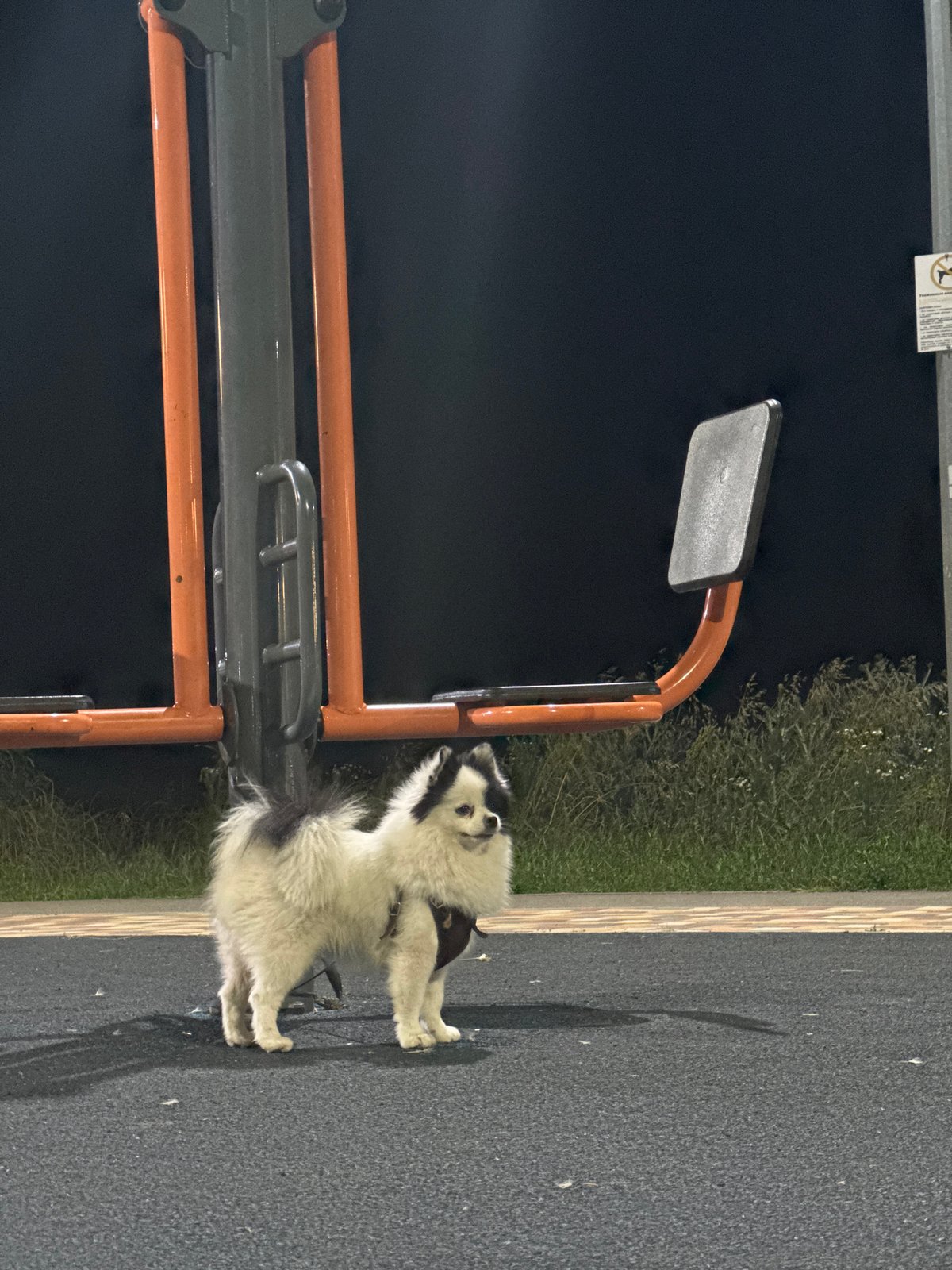 A Mikhaylovsk evening: park structures, streetlights, and pets
