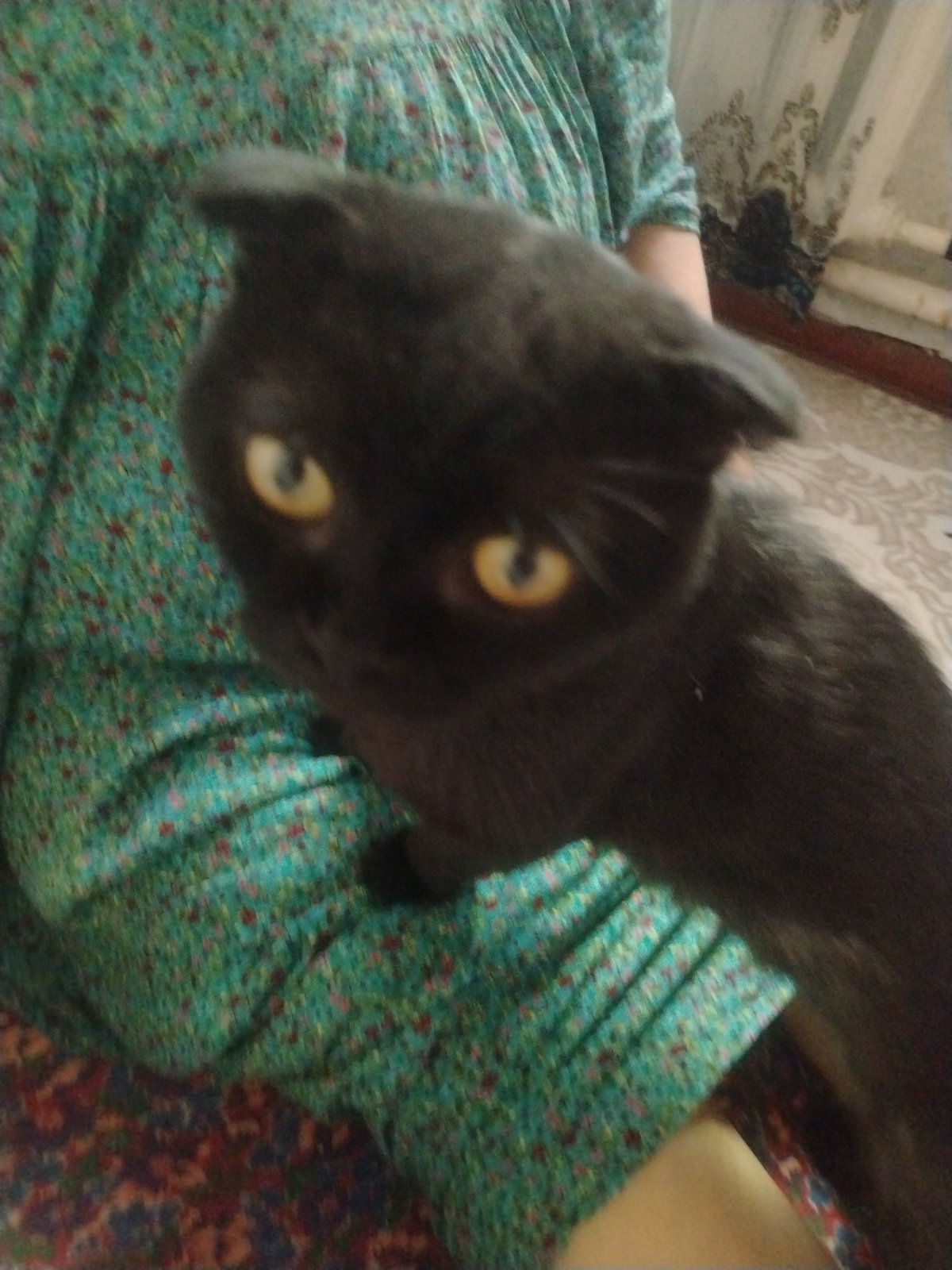A cat, a painting, and a white horse in Nukus