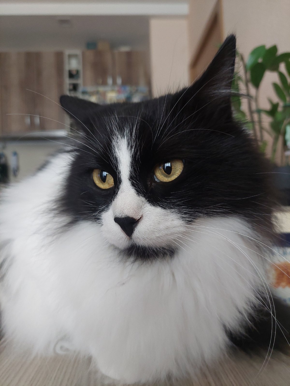 Black and white cat photographed in Plovdiv kitchen