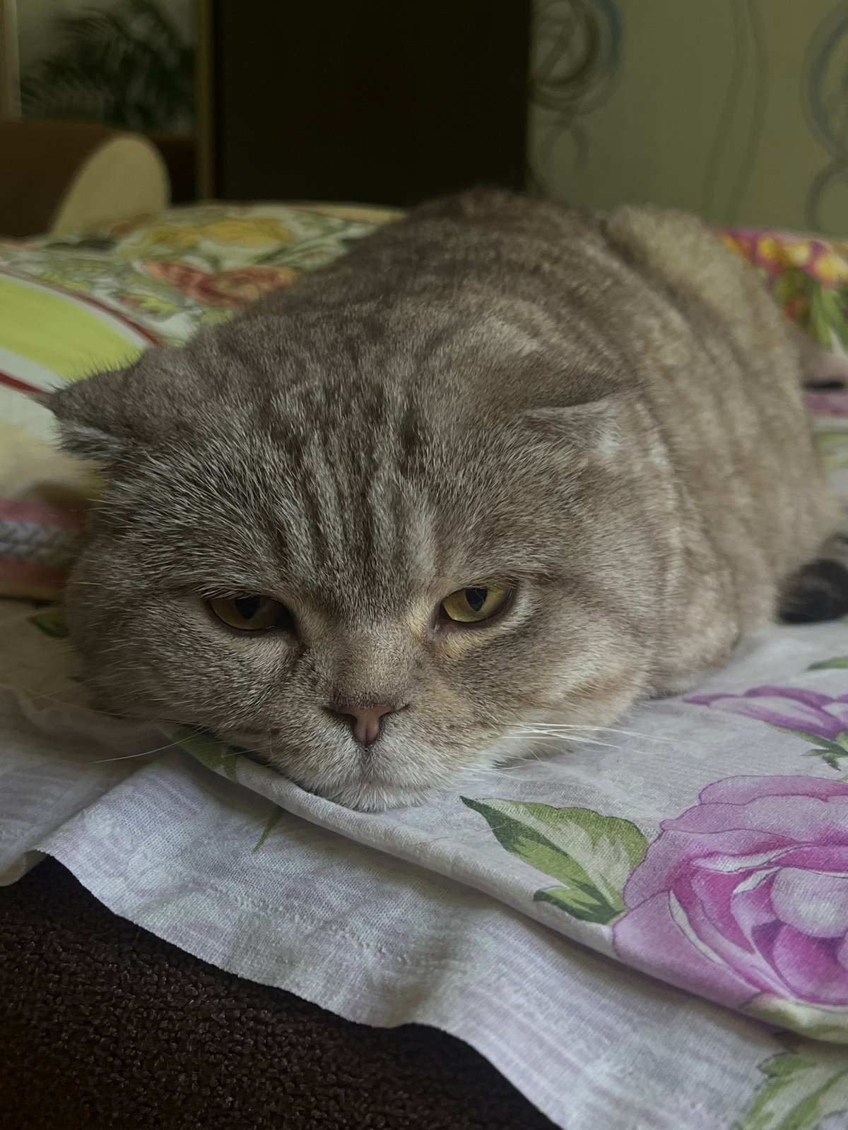 Woman's early morning routine with cat documented in Russia