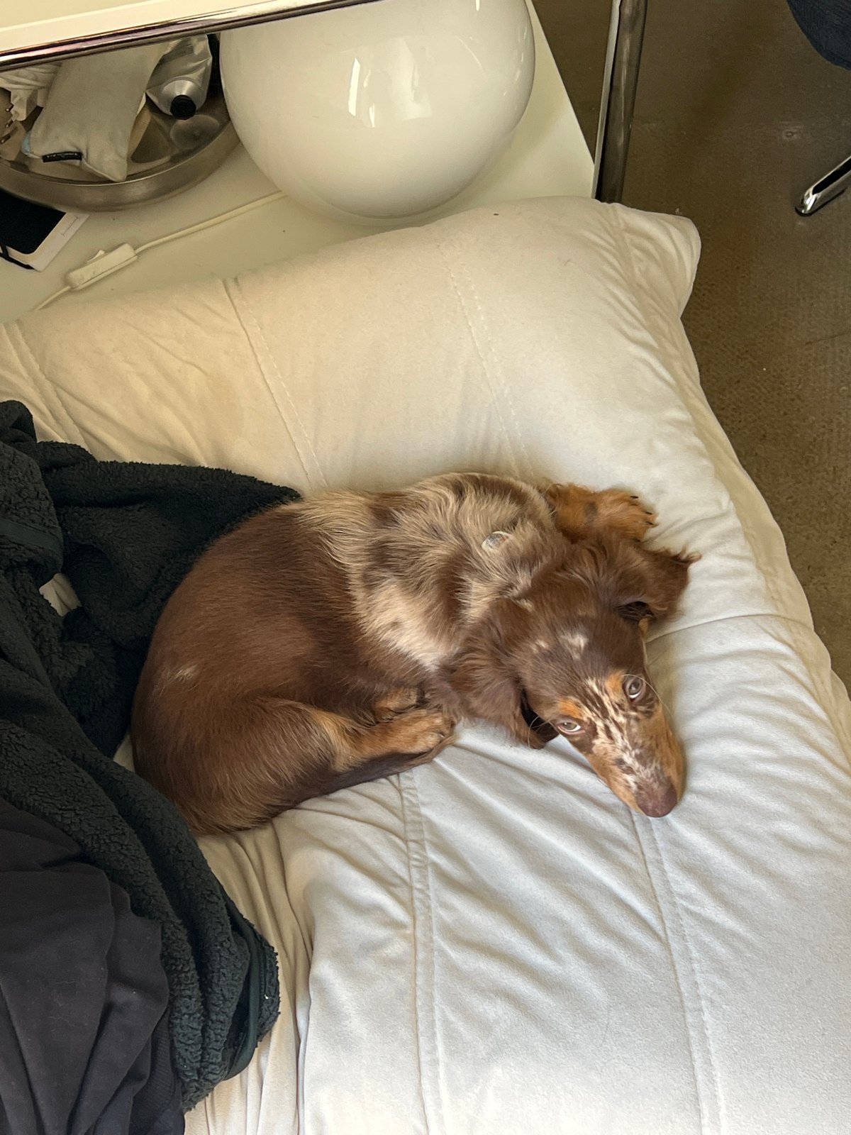 Dachshund photographed resting on pillow in Tel Aviv home